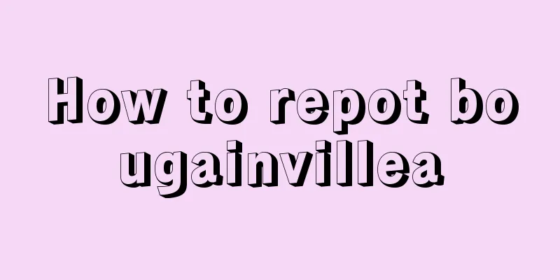 How to repot bougainvillea