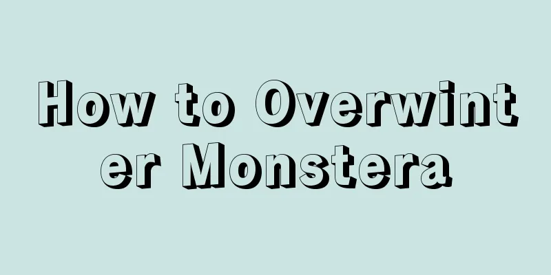 How to Overwinter Monstera