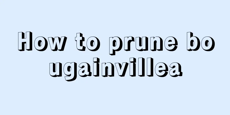 How to prune bougainvillea