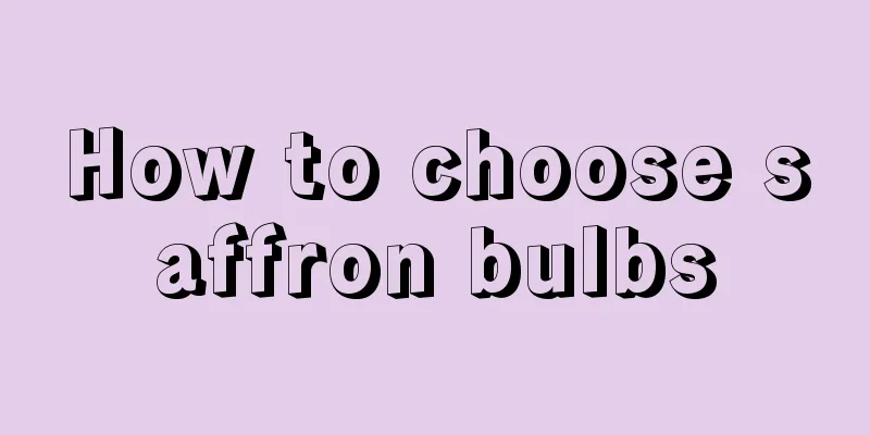 How to choose saffron bulbs