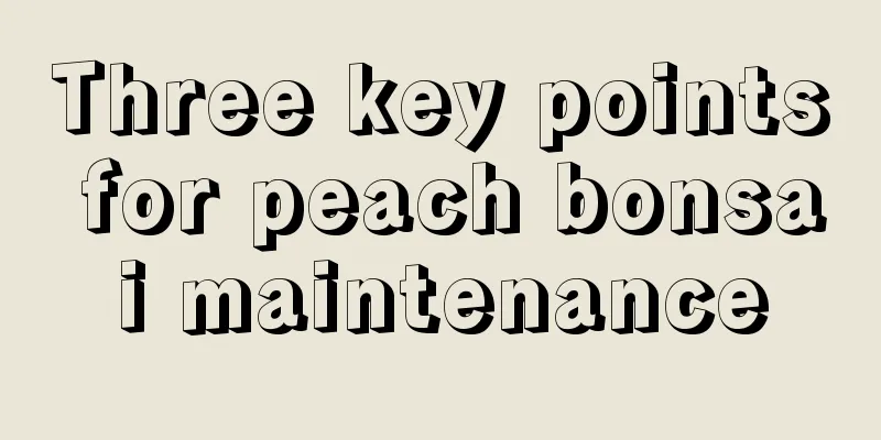 Three key points for peach bonsai maintenance