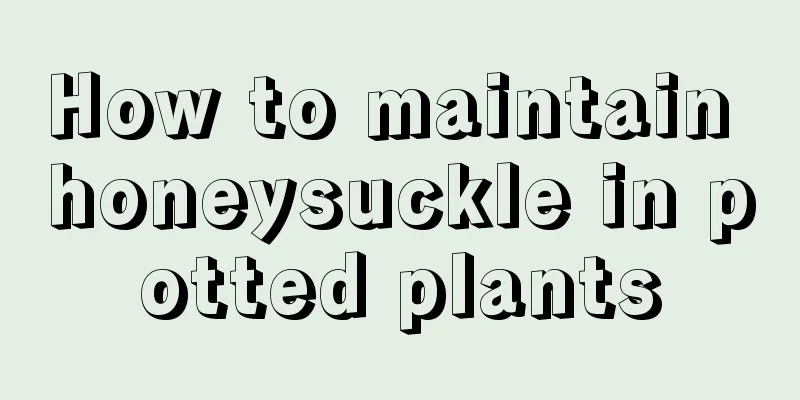 How to maintain honeysuckle in potted plants