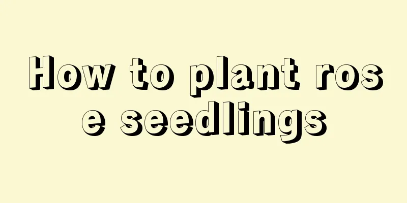 How to plant rose seedlings