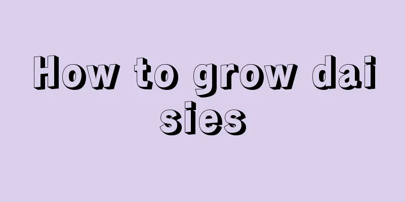 How to grow daisies