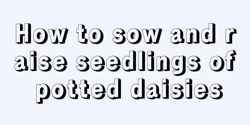 How to sow and raise seedlings of potted daisies