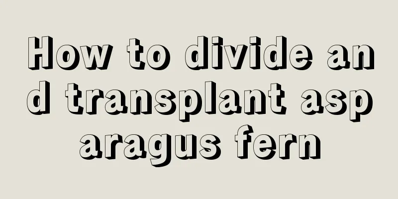 How to divide and transplant asparagus fern