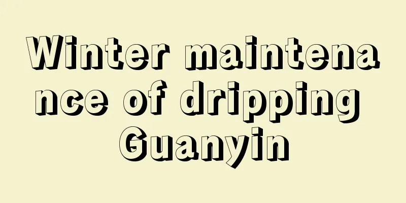 Winter maintenance of dripping Guanyin