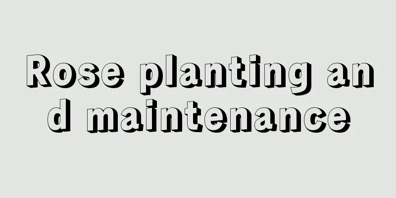 Rose planting and maintenance