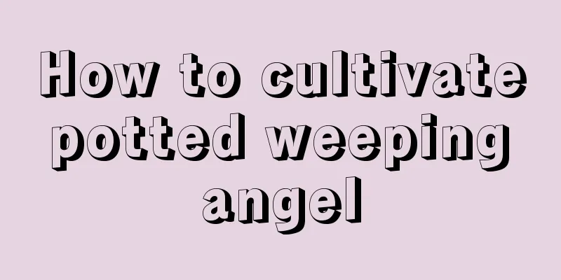 How to cultivate potted weeping angel