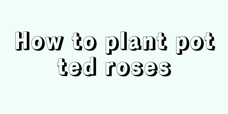 How to plant potted roses