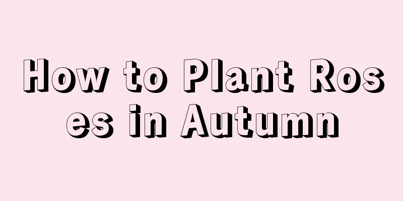 How to Plant Roses in Autumn