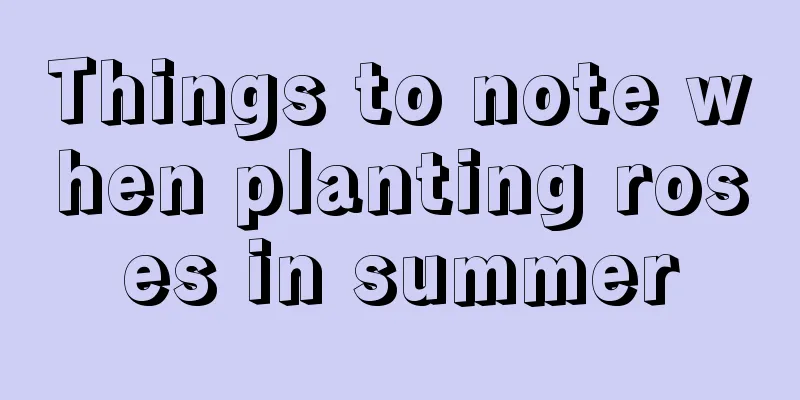 Things to note when planting roses in summer