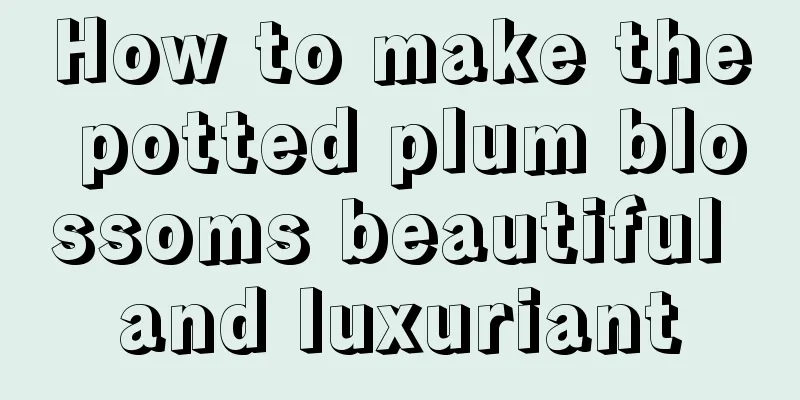 How to make the potted plum blossoms beautiful and luxuriant