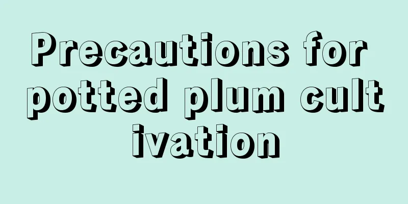 Precautions for potted plum cultivation