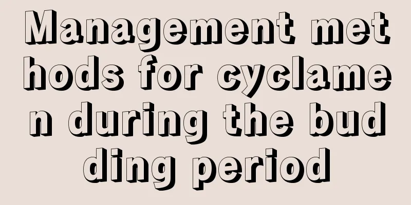 Management methods for cyclamen during the budding period