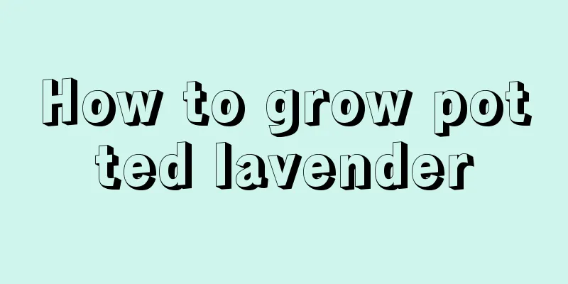 How to grow potted lavender