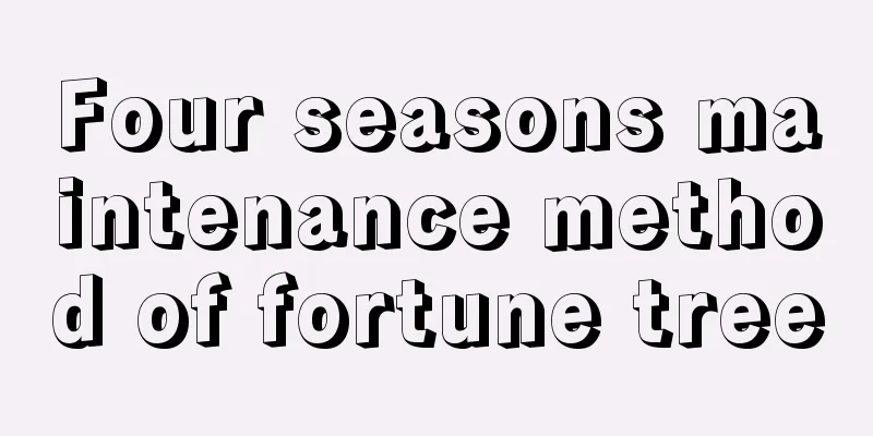 Four seasons maintenance method of fortune tree