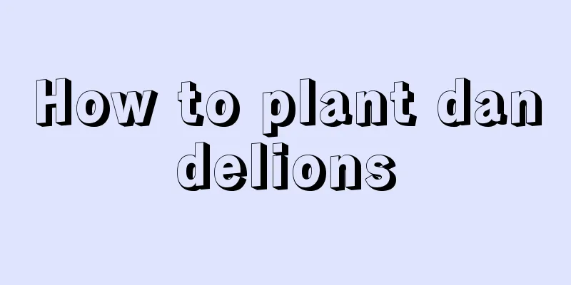 How to plant dandelions