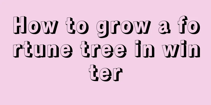 How to grow a fortune tree in winter