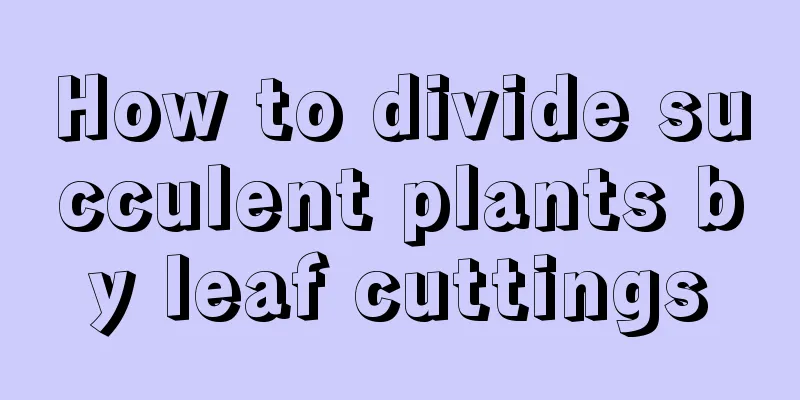 How to divide succulent plants by leaf cuttings