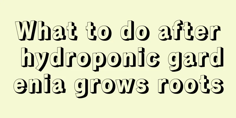 What to do after hydroponic gardenia grows roots