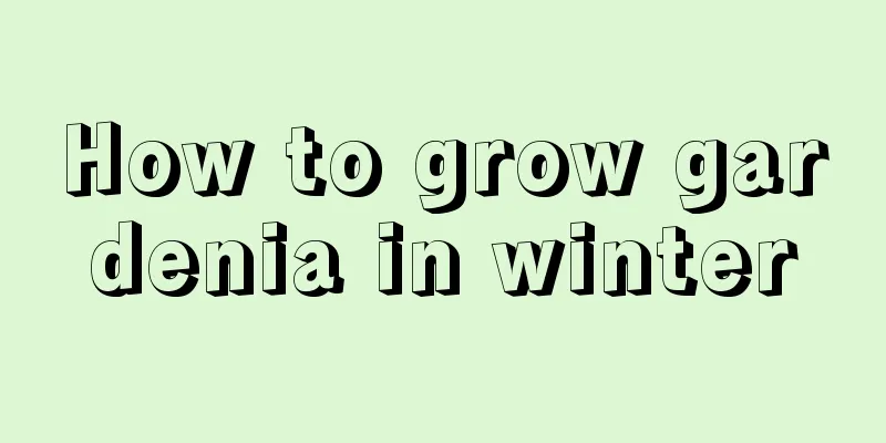 How to grow gardenia in winter