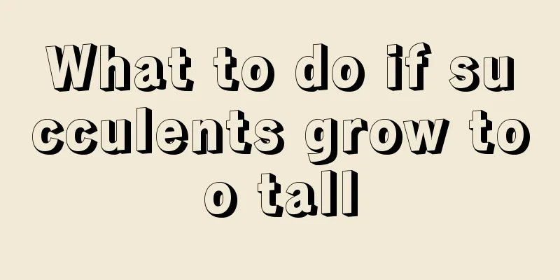 What to do if succulents grow too tall