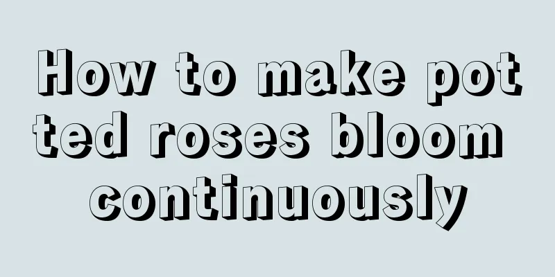 How to make potted roses bloom continuously