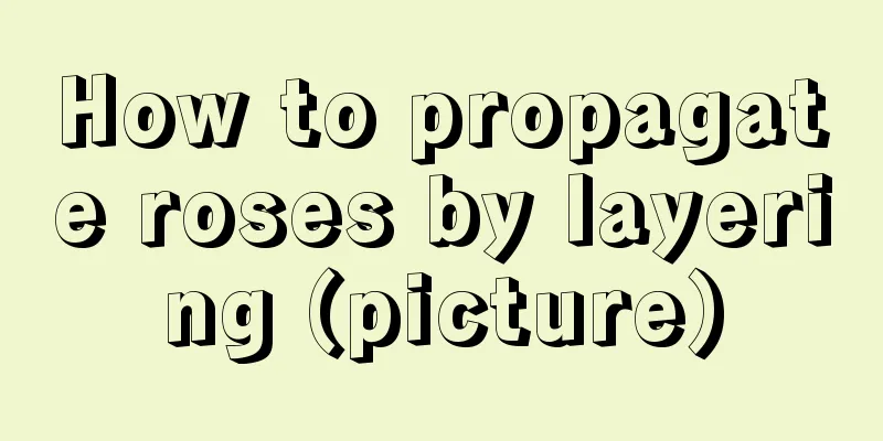 How to propagate roses by layering (picture)