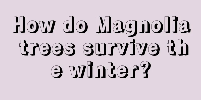 How do Magnolia trees survive the winter?