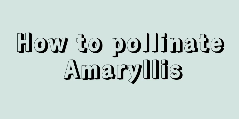 How to pollinate Amaryllis