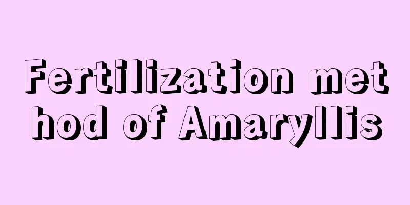 Fertilization method of Amaryllis