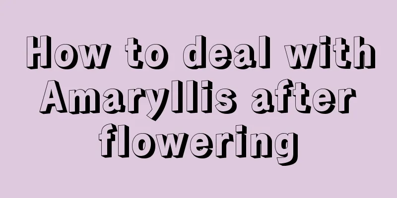 How to deal with Amaryllis after flowering