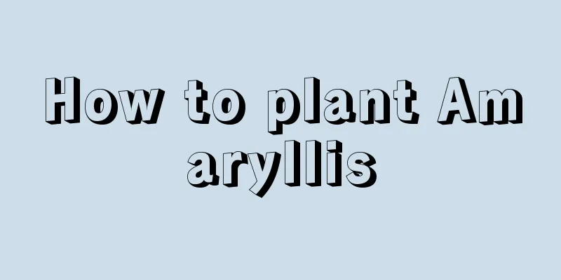 How to plant Amaryllis