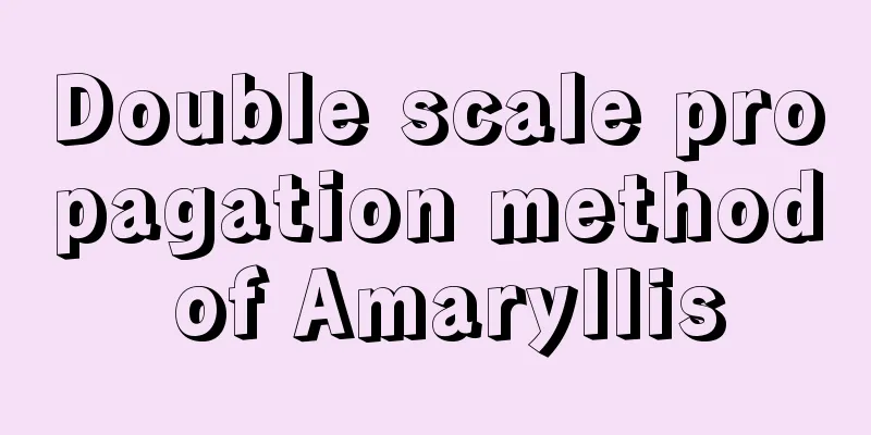 Double scale propagation method of Amaryllis