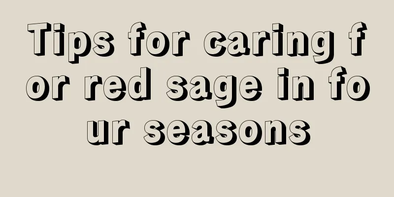 Tips for caring for red sage in four seasons