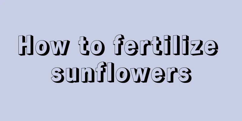 How to fertilize sunflowers