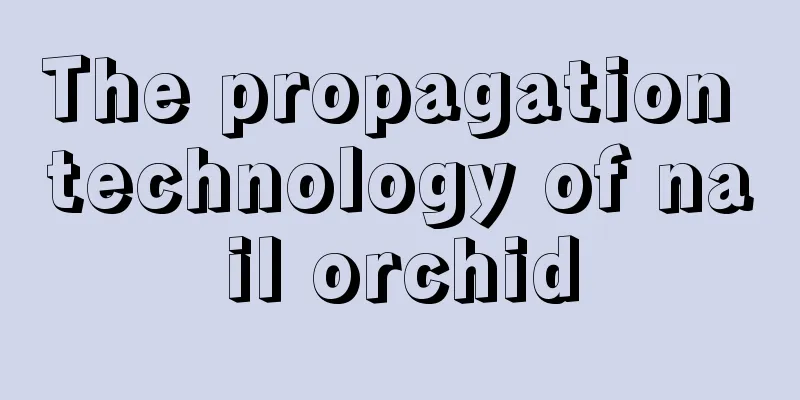 The propagation technology of nail orchid