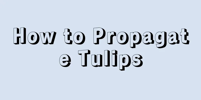 How to Propagate Tulips