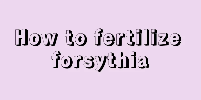 How to fertilize forsythia