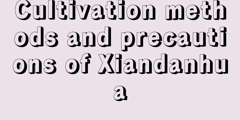 Cultivation methods and precautions of Xiandanhua