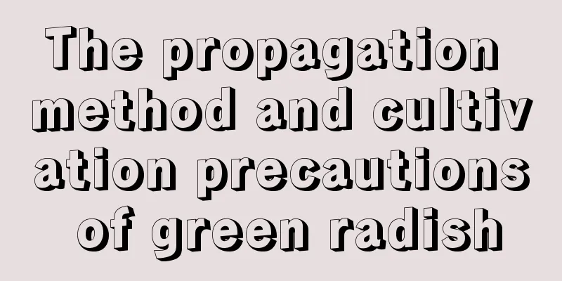 The propagation method and cultivation precautions of green radish