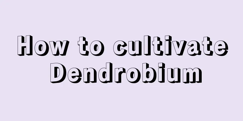 How to cultivate Dendrobium