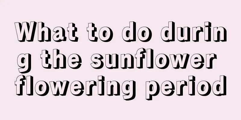 What to do during the sunflower flowering period