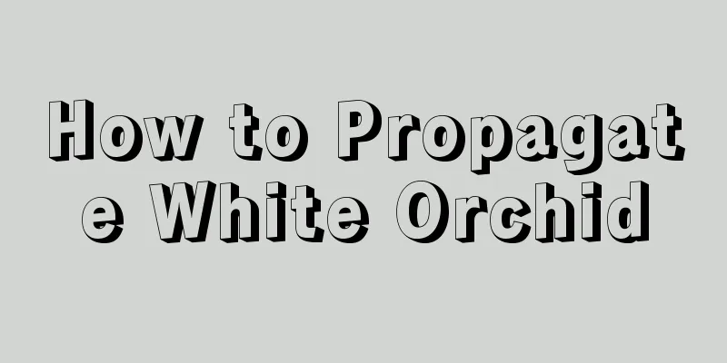 How to Propagate White Orchid