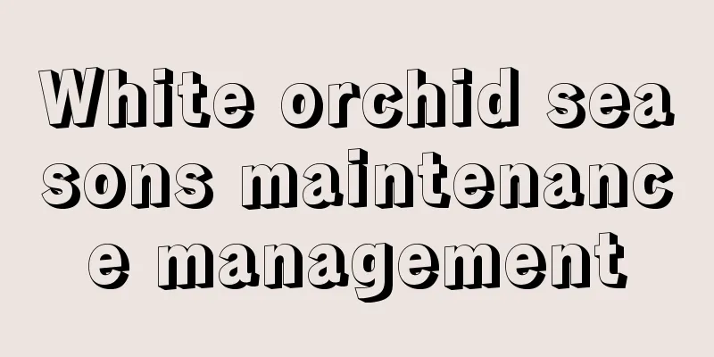 White orchid seasons maintenance management