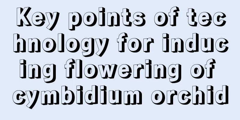 Key points of technology for inducing flowering of cymbidium orchid