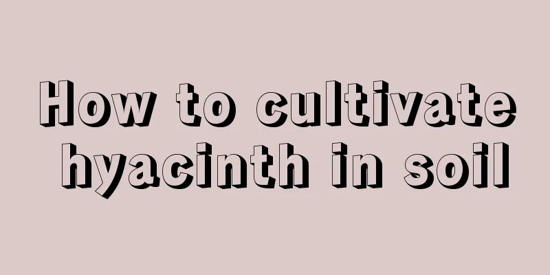 How to cultivate hyacinth in soil