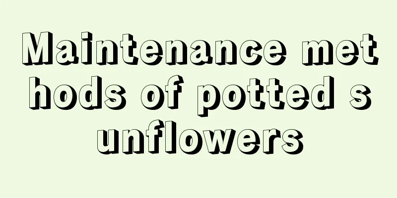 Maintenance methods of potted sunflowers