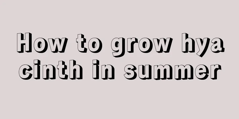 How to grow hyacinth in summer